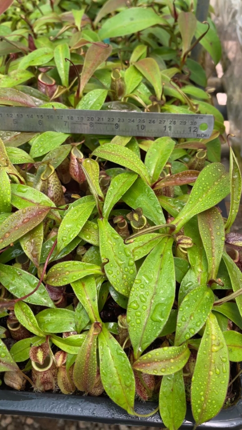 N. gymnamphora – squat form