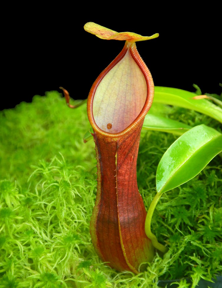 N. singalana x reinwardtiana – assorted clones