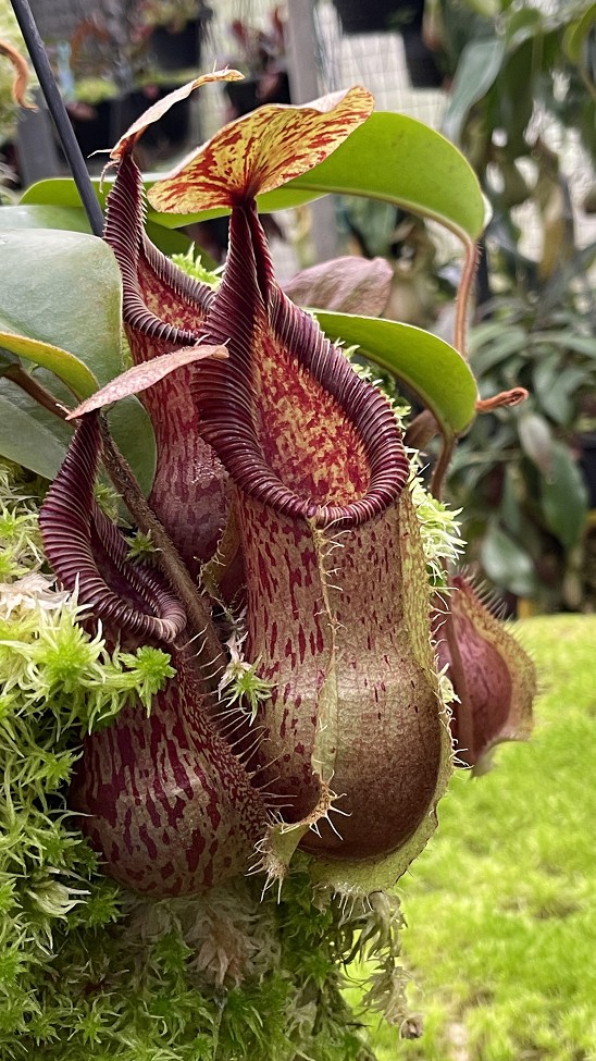 N. hamata x veitchii - assorted clones