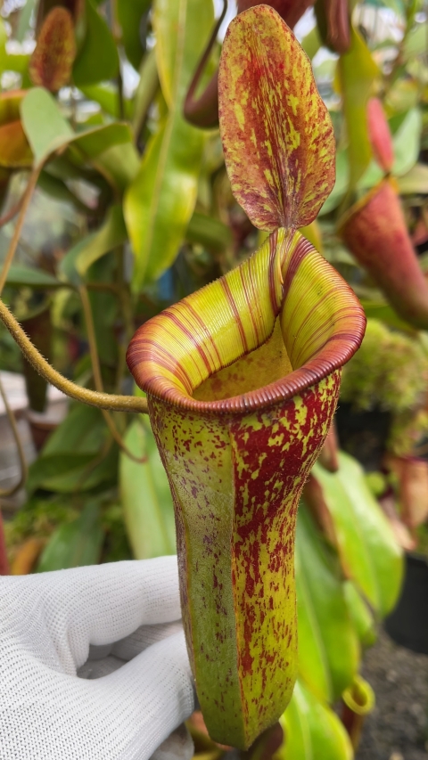 N. ampullaria x (veitchii x lowii) – selected clone