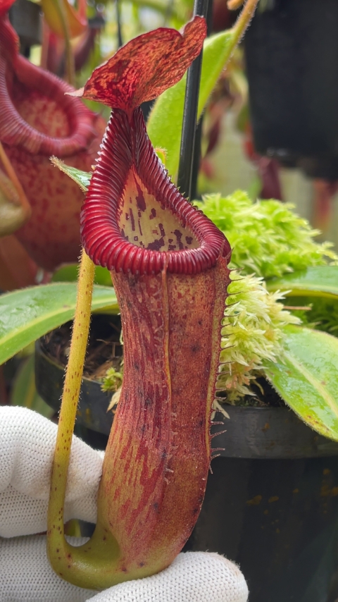 N. glandulifera x edwardsiana - selected clones