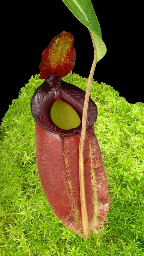 N. spathulata x ampullaria – solid red