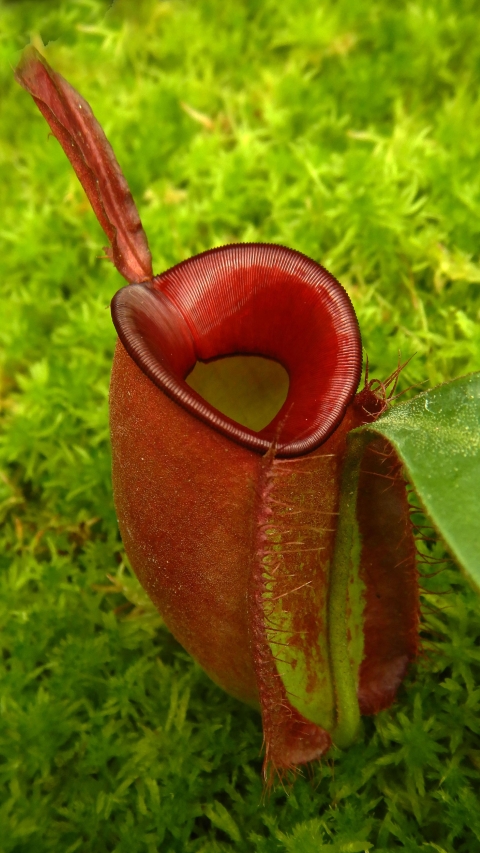 N. ampullaria - Brunei red - selected clone