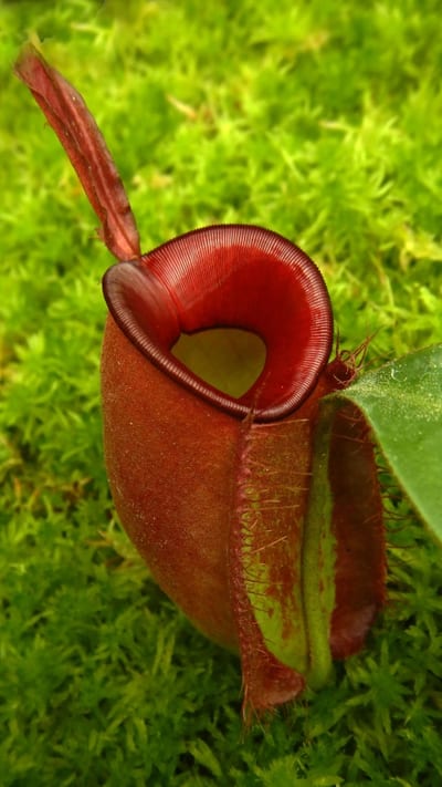 N. ampullaria - Brunei red - selected clone