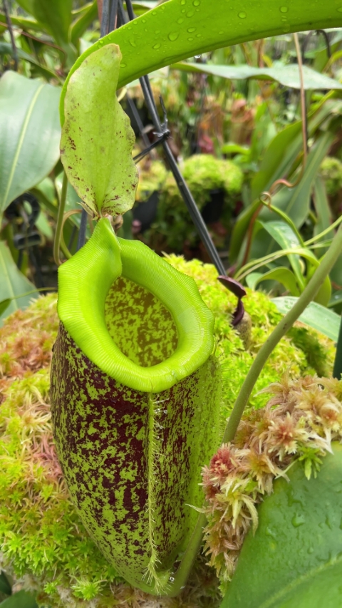 N. spathulata x ampullaria – burgundy speckled