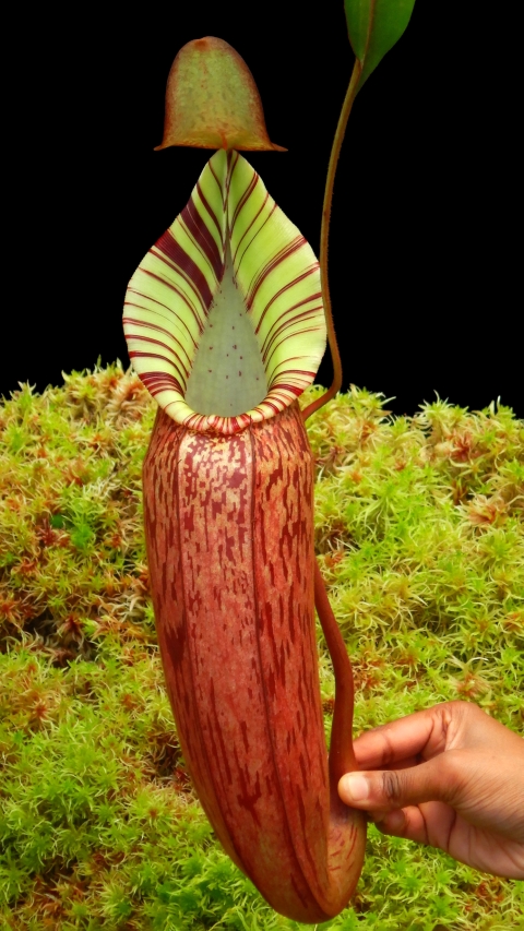 WIP N. spectabilis x veitchii - assorted clones