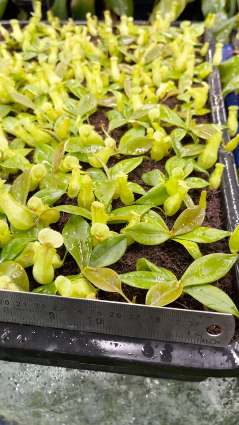 N. merrilliana – assorted clones