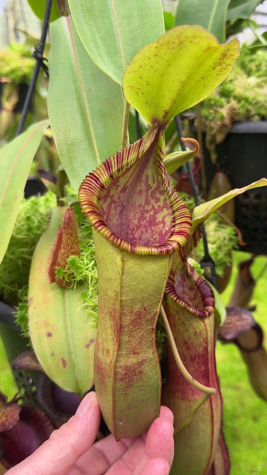 N. hamata x (veitchii x lowii) - assorted clones