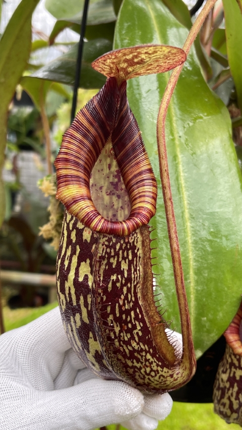 N. spectabilis x bongso - best selected clone