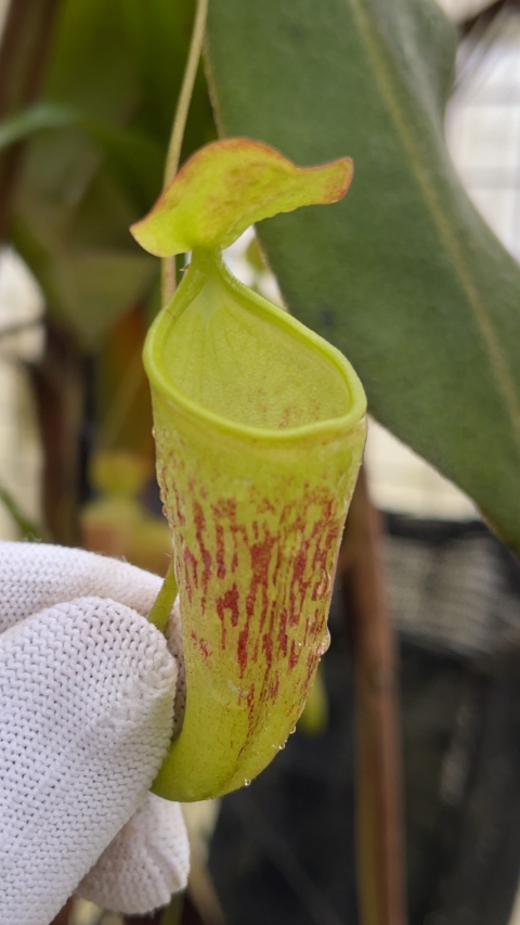 N. ceciliae - assorted clones