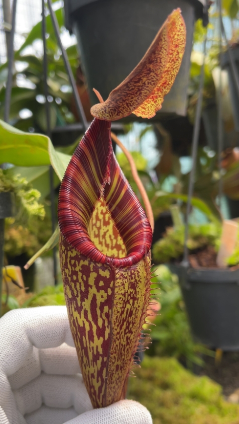 N. talangensis x spectabilis