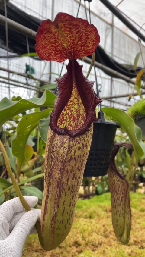 N. klossii x robcantleyi – assorted clones