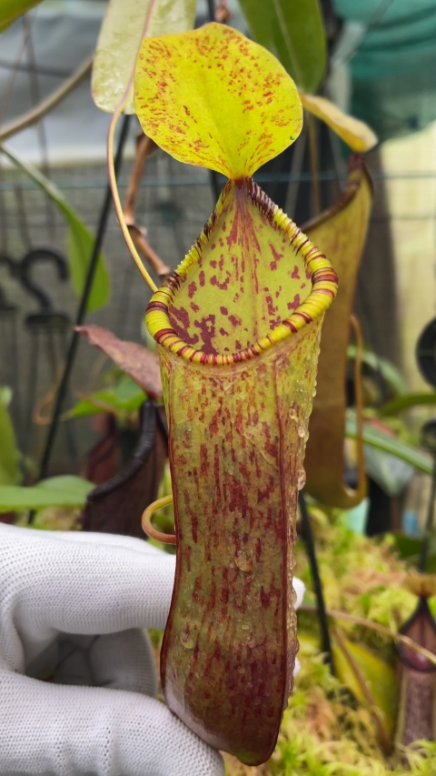 N. hamata x (lowii x tentaculata) - assorted clones