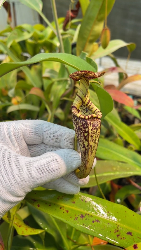 N. rafflesiana - Brunei - selected clone