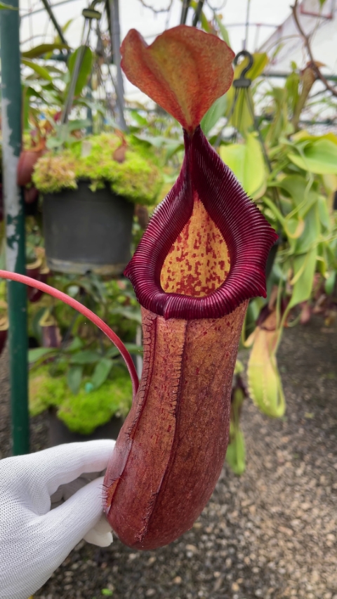 N. (ventricosa x sibuyanensis) x robcantleyi – assorted clones