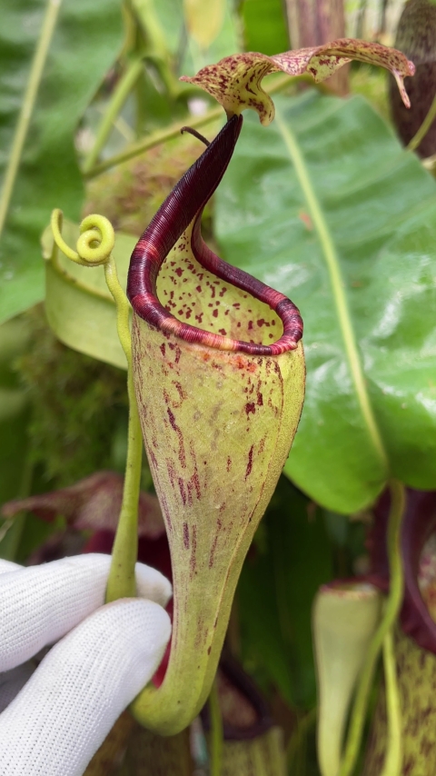 N. eymae – assorted clones