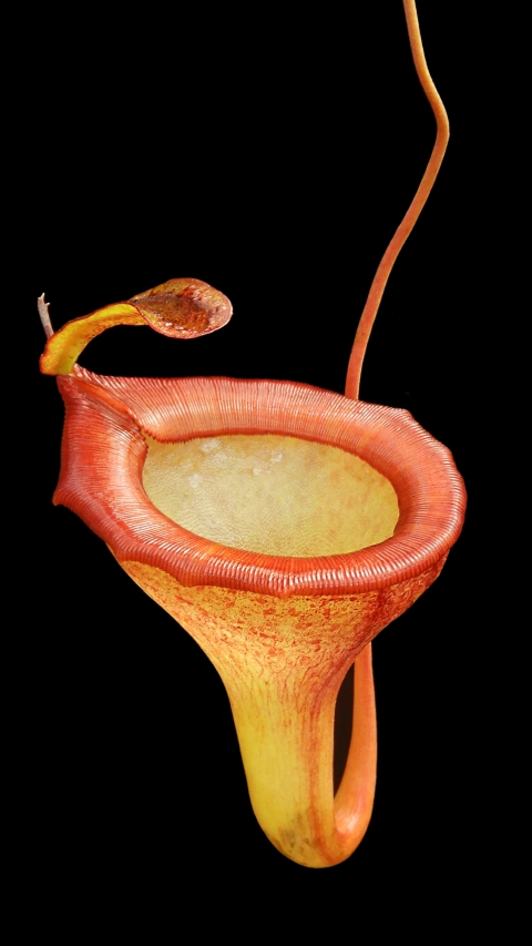 N. jamban – grex # 1 – two selected clones