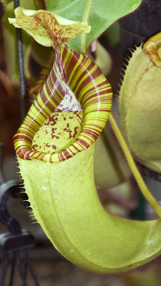 N. chaniana x veitchii - best selected clone