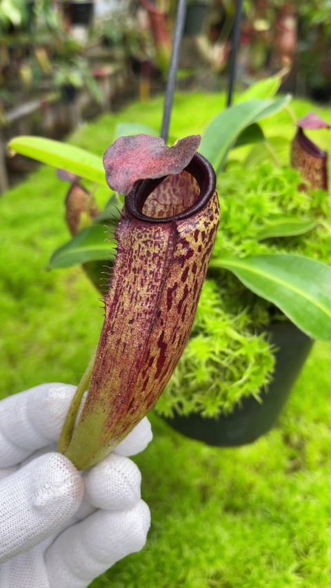 N. aristolochioides x veitchii - assorted clones