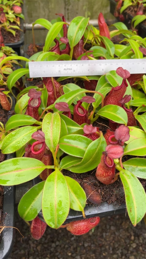 N. petiolata - assorted clones