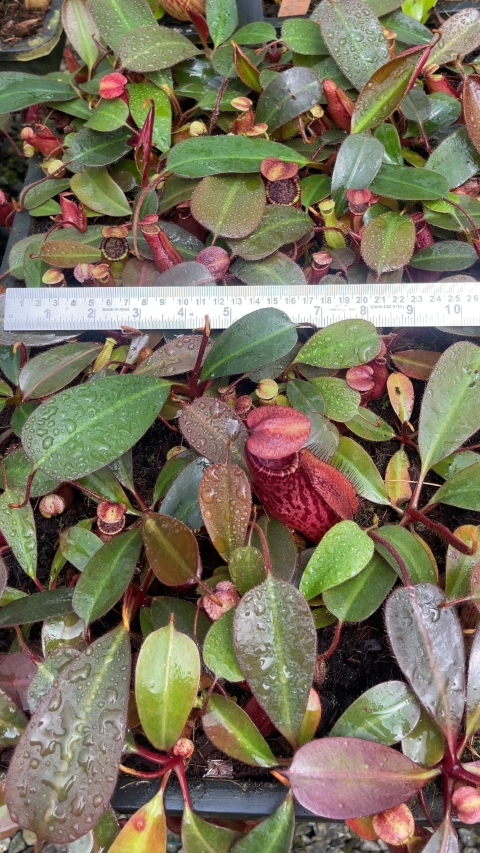 N. peltata x ephippiata - assorted clones