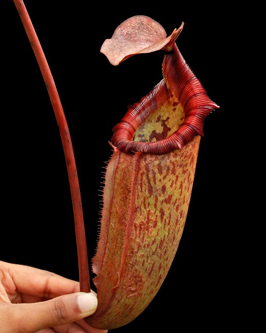 N. rajah x (burbidgeae x edwardsiana) – assorted clones