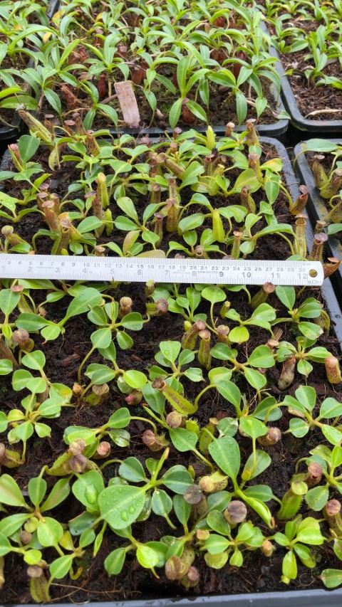 N. robcantleyi x zakriana