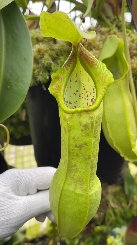 N. spathulata – best selected clone