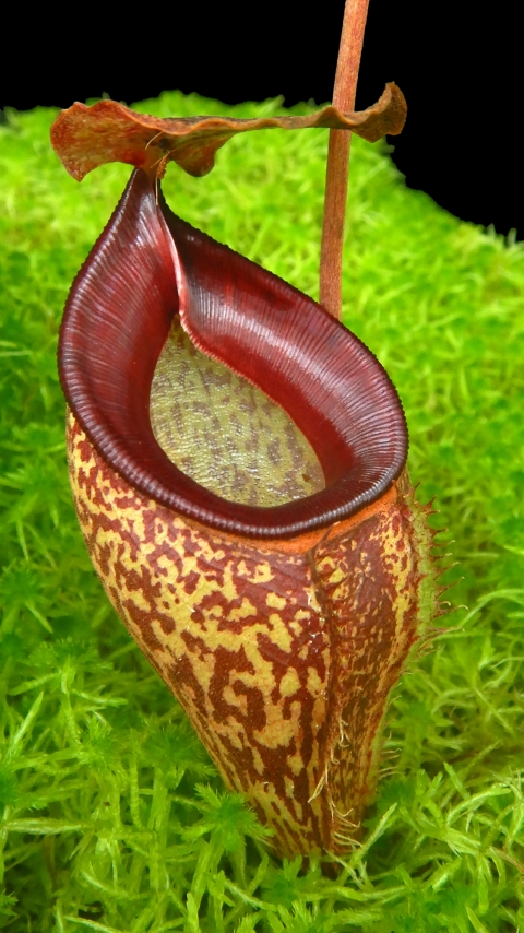 N. talangensis – assorted clones