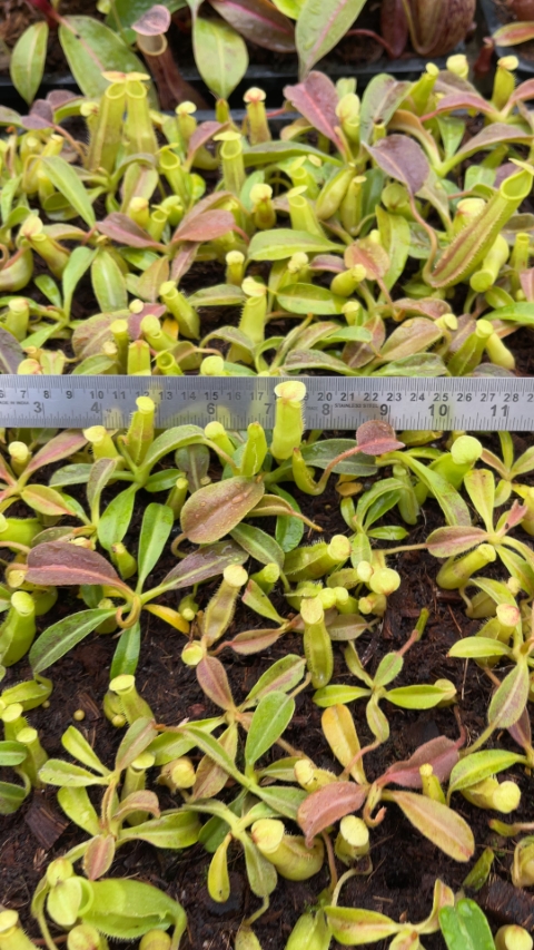 N. maxima - Sulawesi wavy-leaf – assorted clones