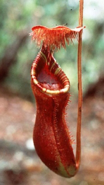 WIP N. lowii - Trus Madi - best selected clone