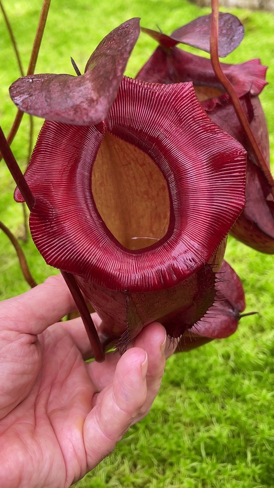 N. rajah x tenuis – assorted clones