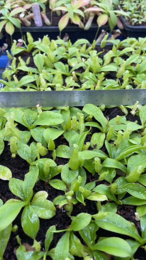 N. longifolia – single clone