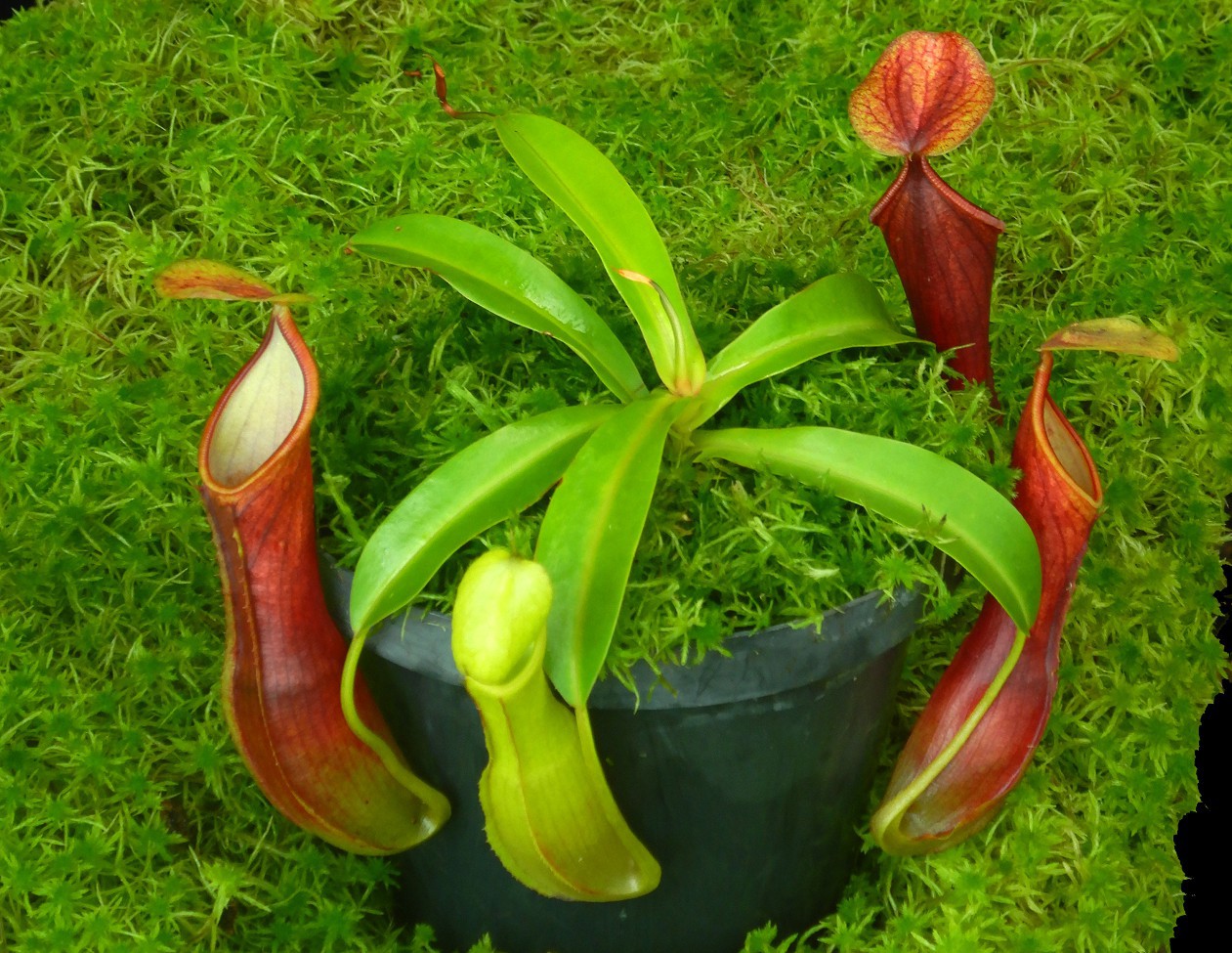 N. singalana x reinwardtiana – assorted clones