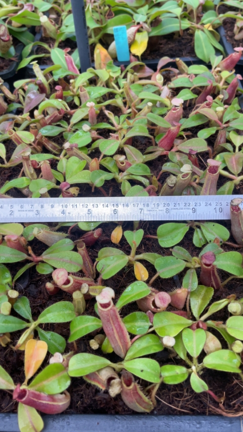 N. (veitchii x lowii) x veitchii