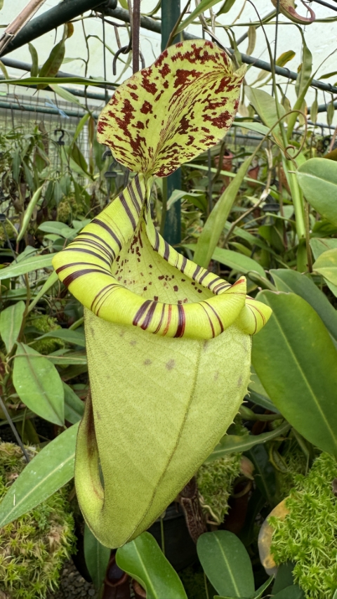 N. burbidgeae x platychila