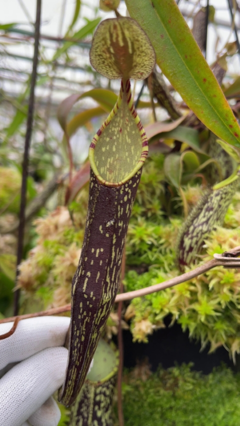 N. spectabilis - Sibuyatan - assorted clones