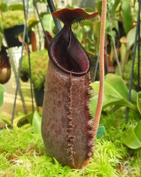 N. (aristolochioides x spectabilis) x lowii – assorted clones