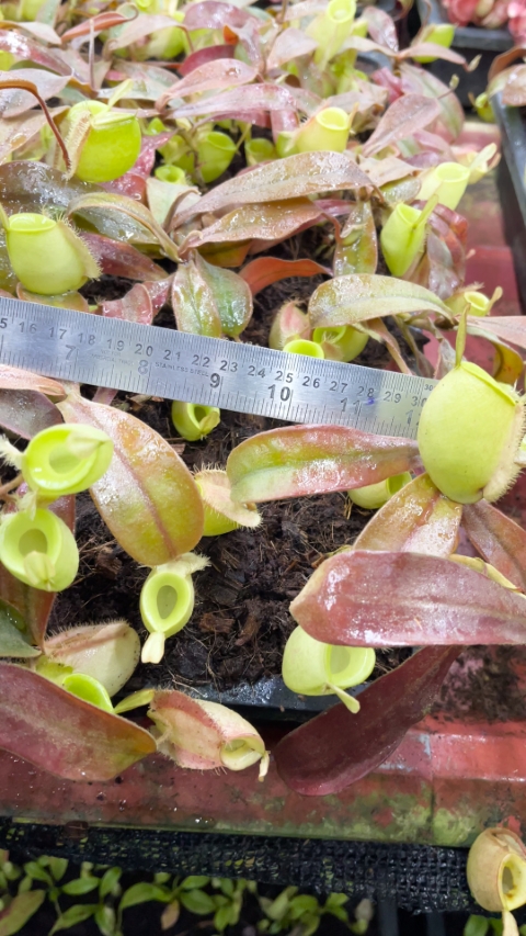 N. ampullaria - Papua intermediate