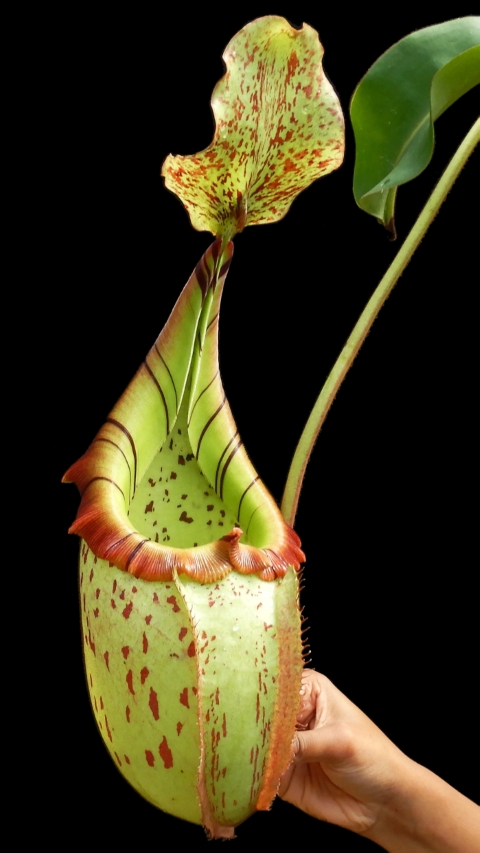 N. burbidgeae x veitchii