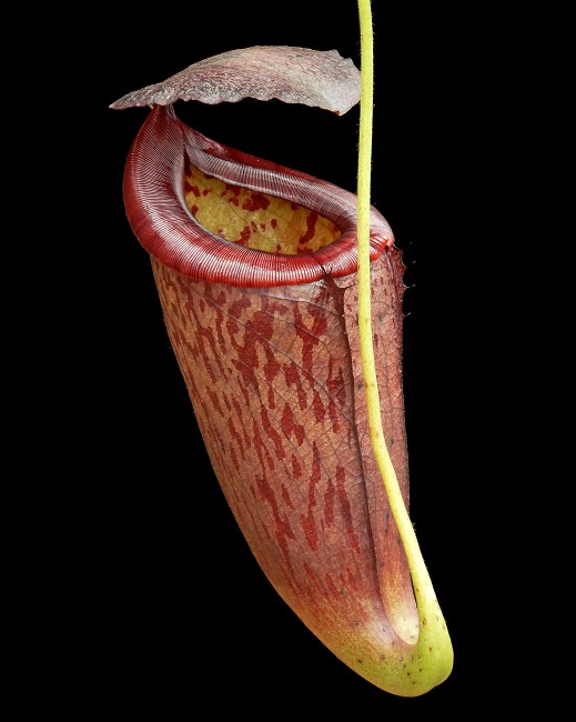 N. glandulifera x tenuis – assorted clones