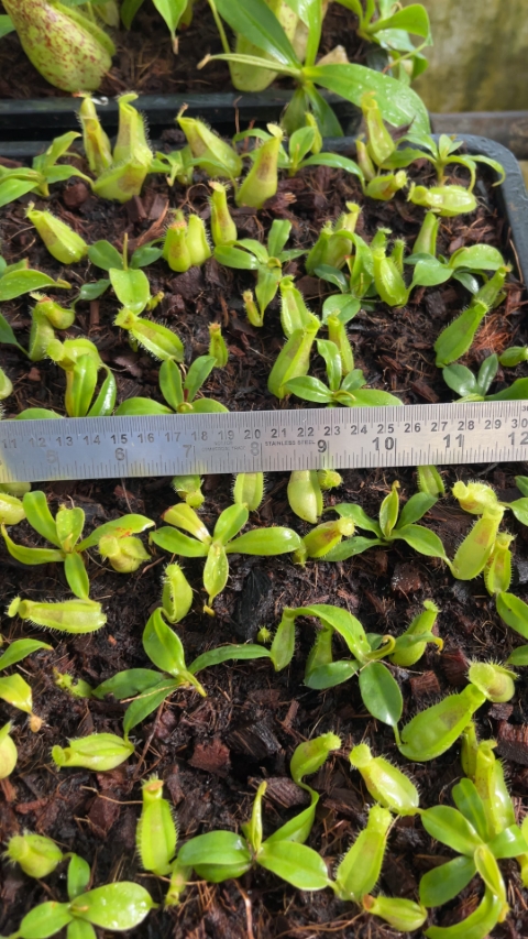 N. spathulata x ampullaria – burgundy speckled