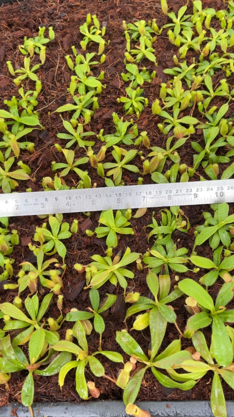 N. (veitchii x lowii) x (burbidgeae x edwardsiana) - assorted clones