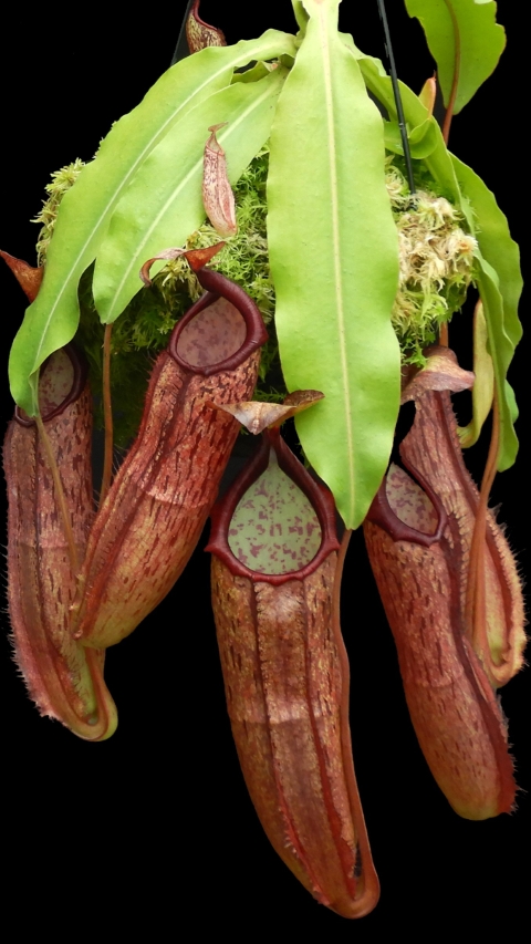 Nepenthes samudera — Borneo Exotics BE-3172d