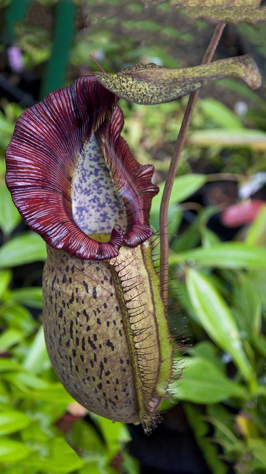 N. spathulata x spectabilis – assorted clones