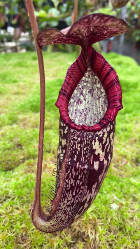 N. spectabilis x klossii – assorted clones