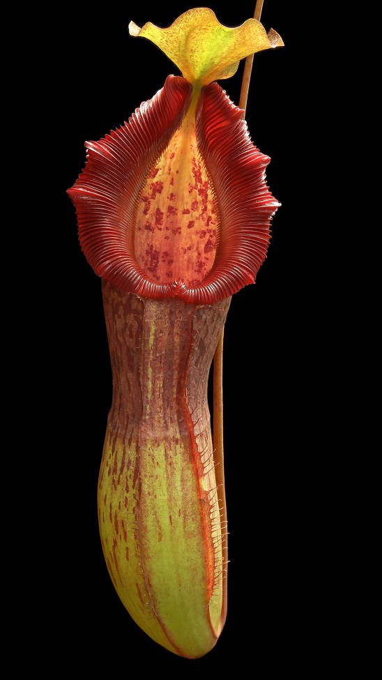 N. singalana x burkei - selected clone