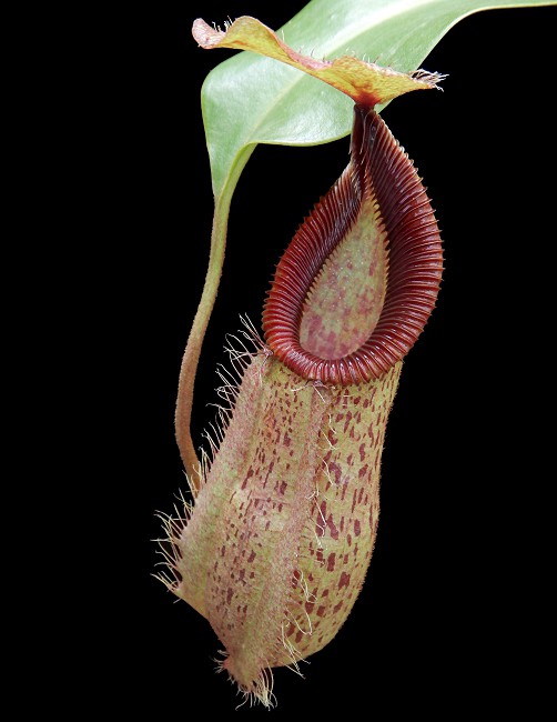 N. hamata x robcantleyi – assorted clones