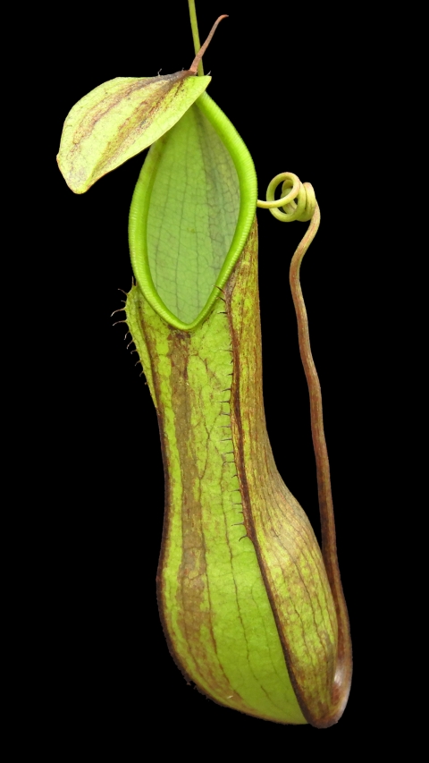 N. tentaculata – selected clone