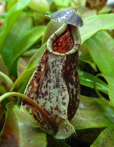 N. rafflesiana ‘Kalimantan’ - assorted clones